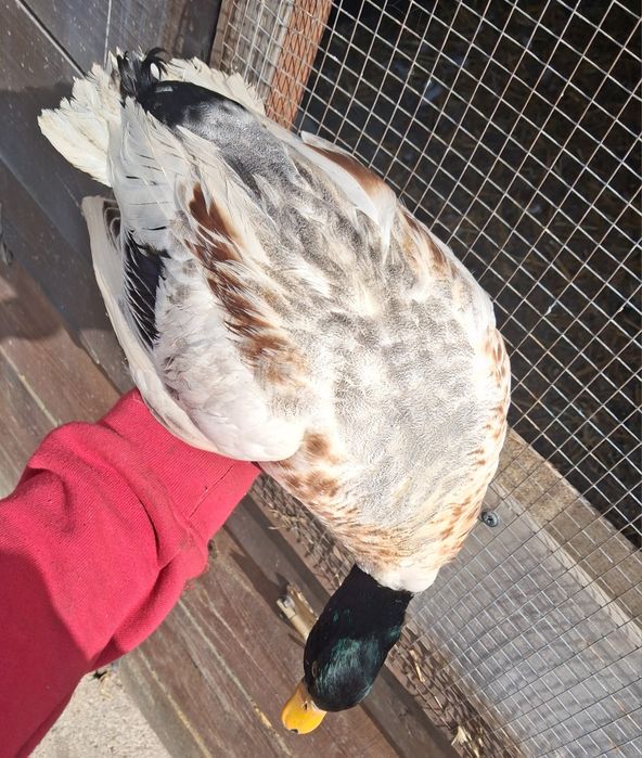 Callduck sprzedam parę