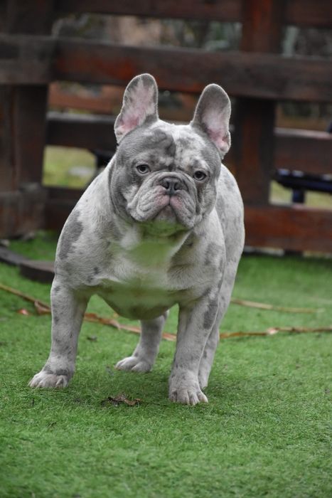 Ліловий мерле в'язка