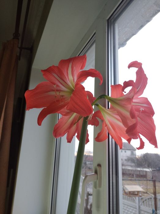 Цветы комнатные, для интерьера.