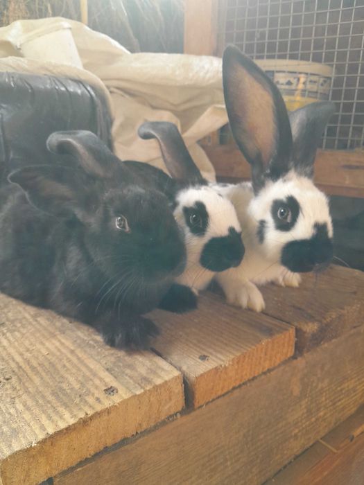 Строкач.Кролики.Кролі.