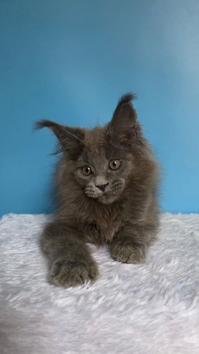 Мейн кун девочка, голубой солид