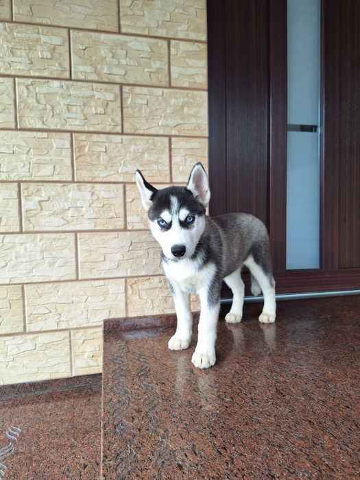 Husky Syberyjski