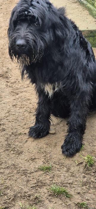 Piesek  około dwa lata