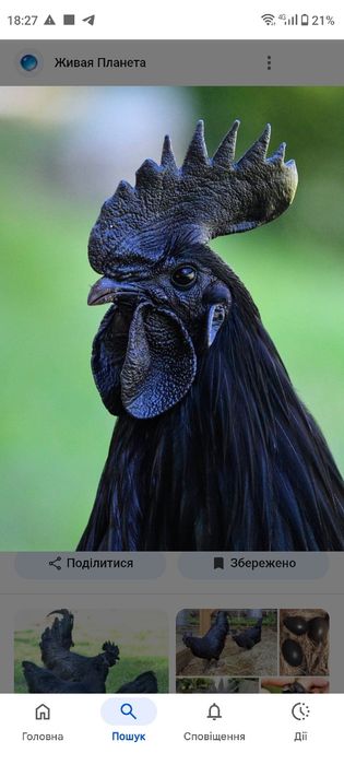 Півник аям цемані