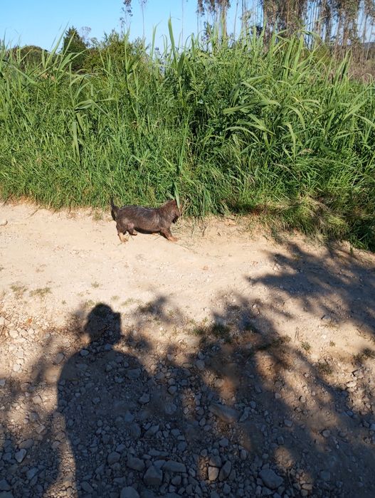 Troca por animais de quinta