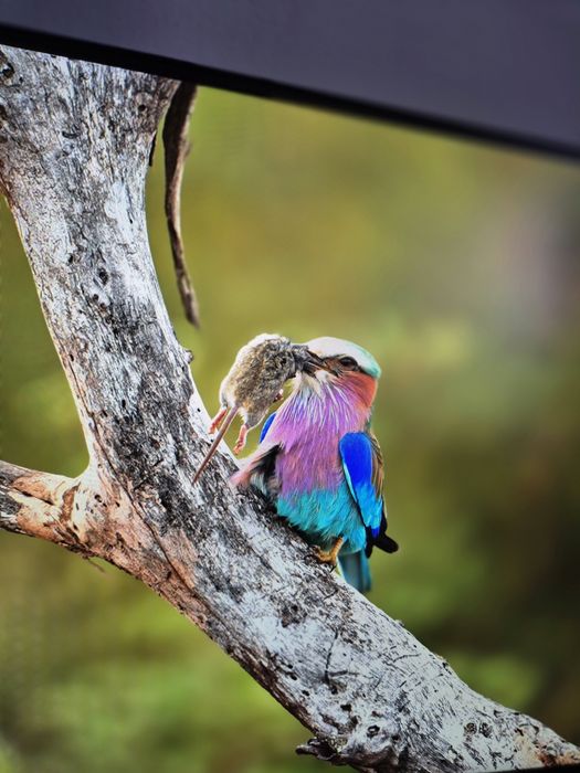 Monitor Acer 24,5 cala 100Hz IPS