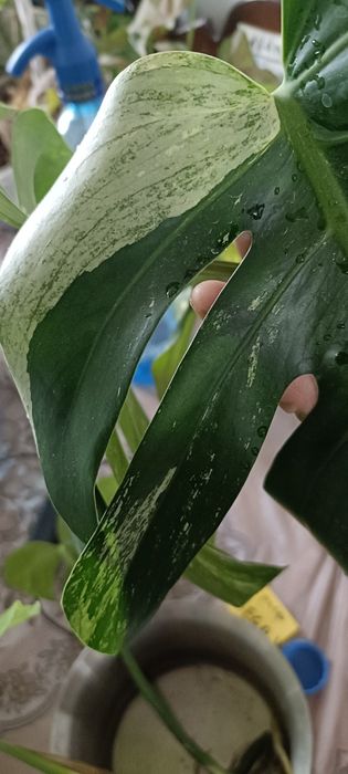 Monstera Mint ,szczyt .