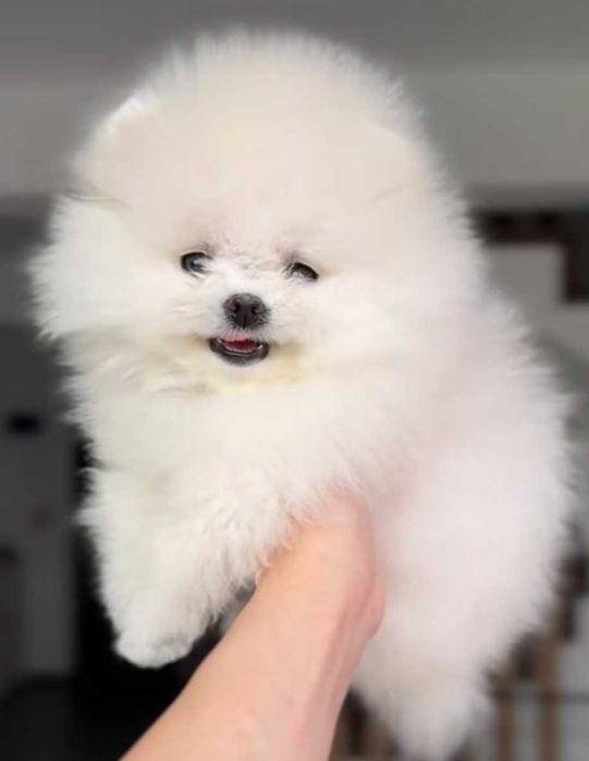 Okazja!!! Promka na pomka!!!Mały miś pomeranian mini