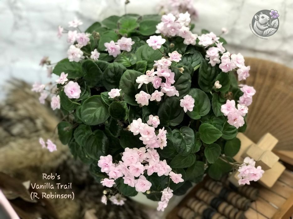 Сортові фіалки трейлери /  сортовые фиалки / фиалка