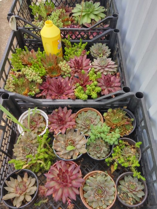 Молодило 8 сортов.Ирис карлик