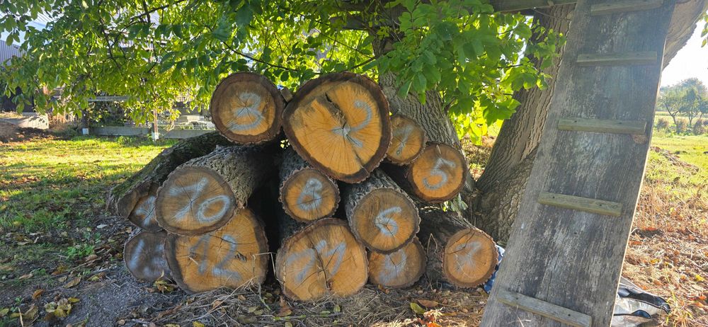 Sprzedam  kłody dębowe – 13 sztuk – wyjątkowa okazja!