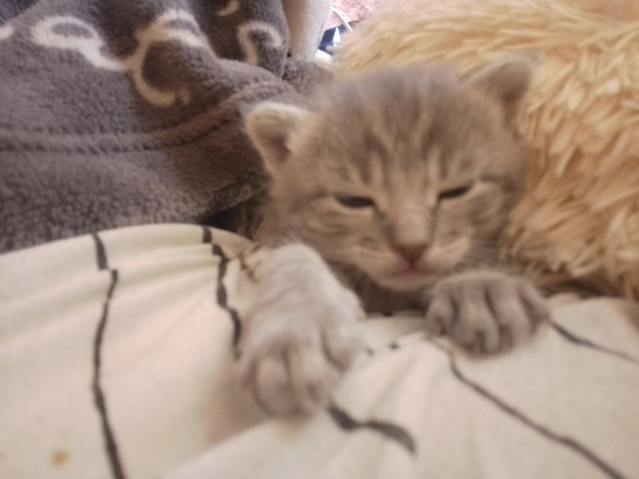 Продам сіамське кошеня 1,2 місяця