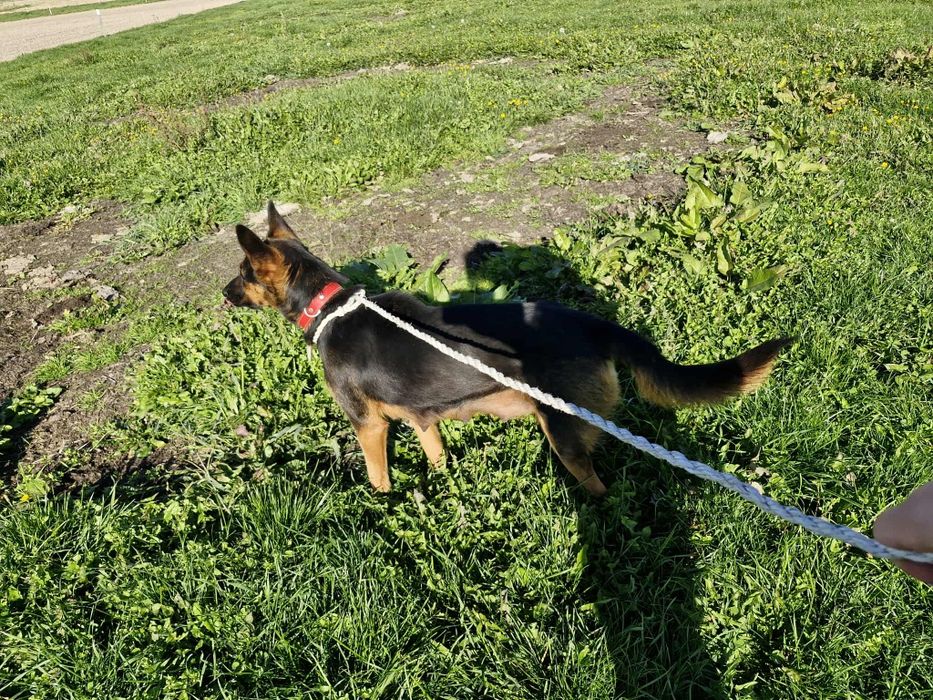 Oddam suczkę w dobre ręce