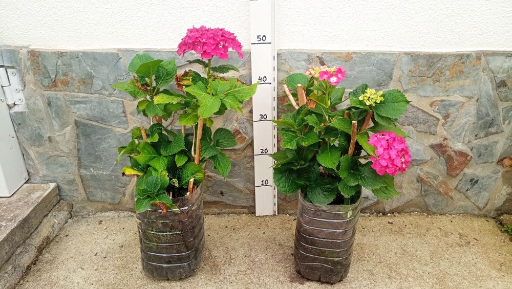 Hortênsias rosa e Jacarandá