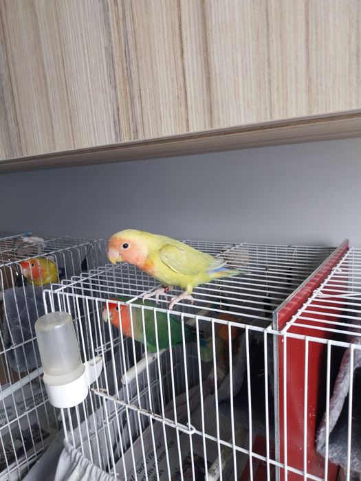 agaporni rosecolin domesticado