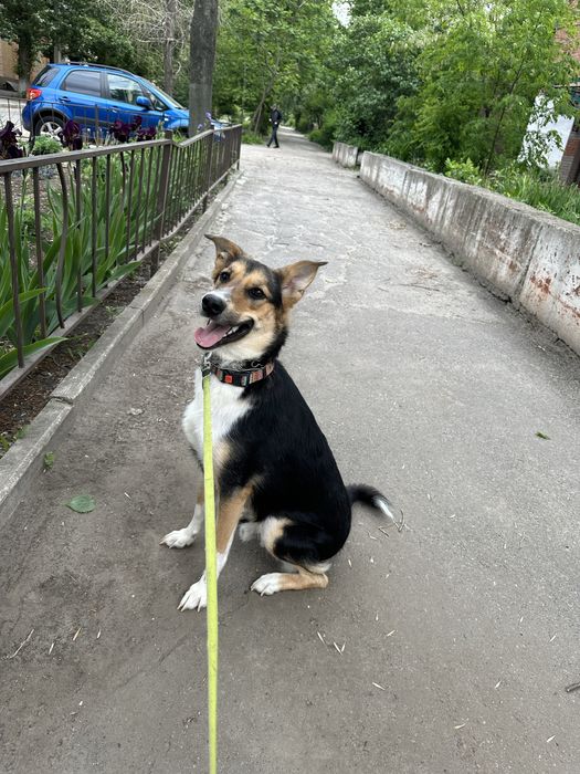 Микуся ищет семью . Собака как будто неведимка