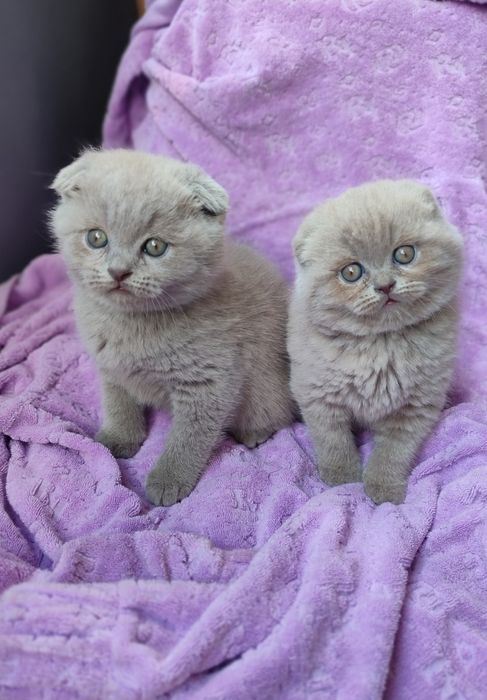 Скоттиш Фолд котята