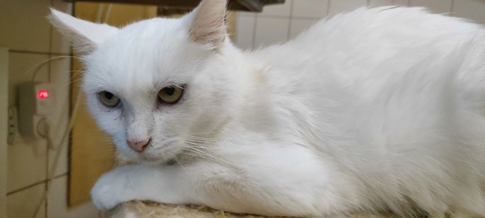 Пристраиваем в добрые руки.