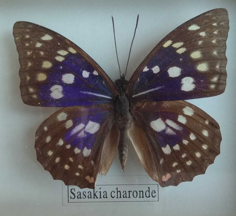 Метелики в рамці