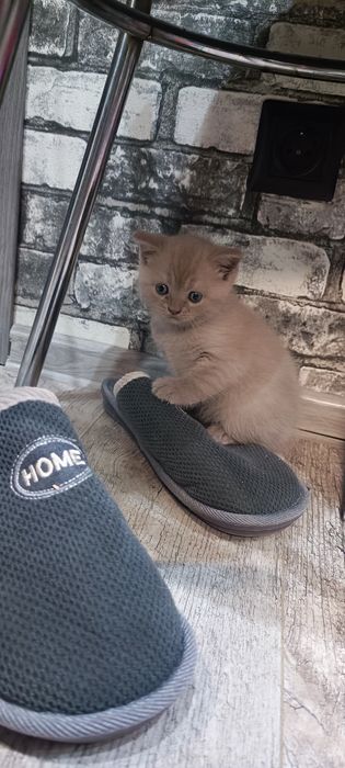 Породисті кошенята