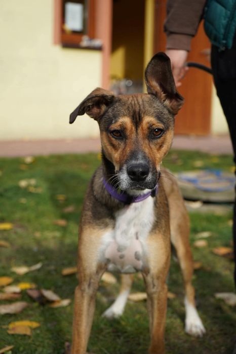 Kochana psinka do pilnej adopcji