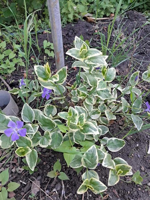 Барвінок, злакові, вівсяниця, традесканція, сакура