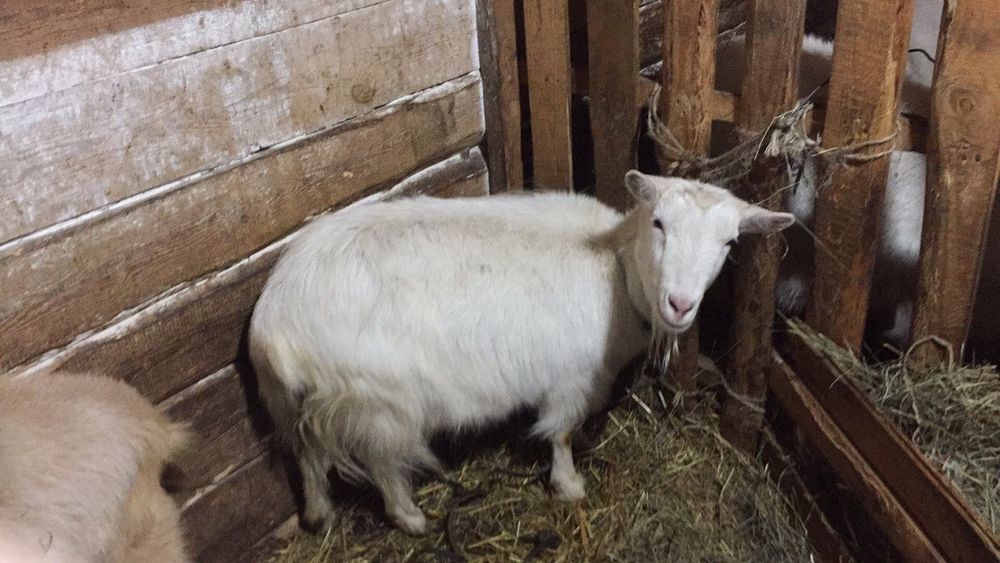 Продаються молоді кози