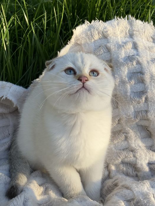 Золотая шиншилла