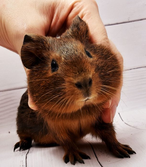 Морские свинки,клетки,корма,аксессуары