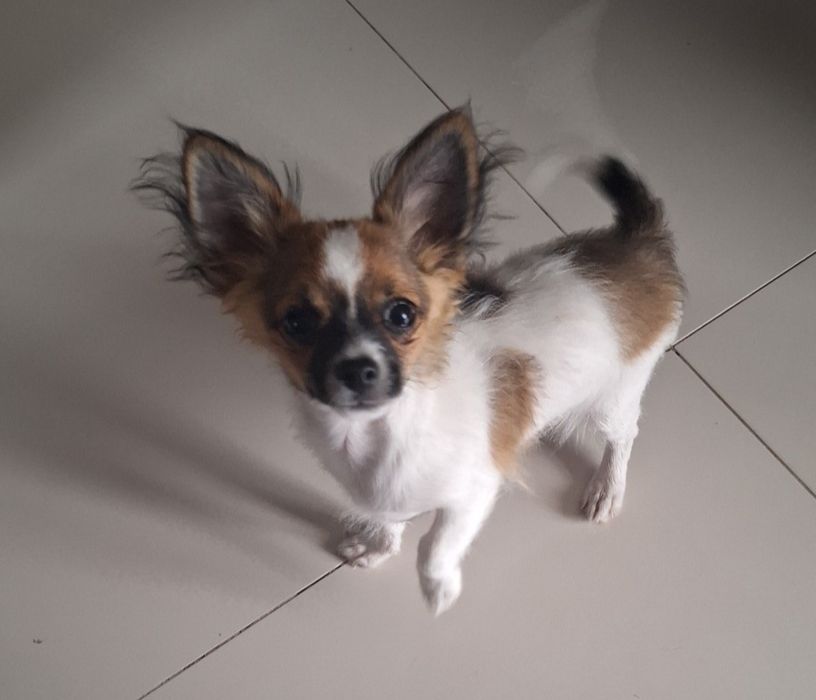 Piękny długowłosy samiec Chihuahua  Lipton - Już czeka na nowy domek.
