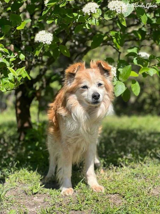 Nugat - starszy pan szuka spokojnego nowego domu - 0133/25