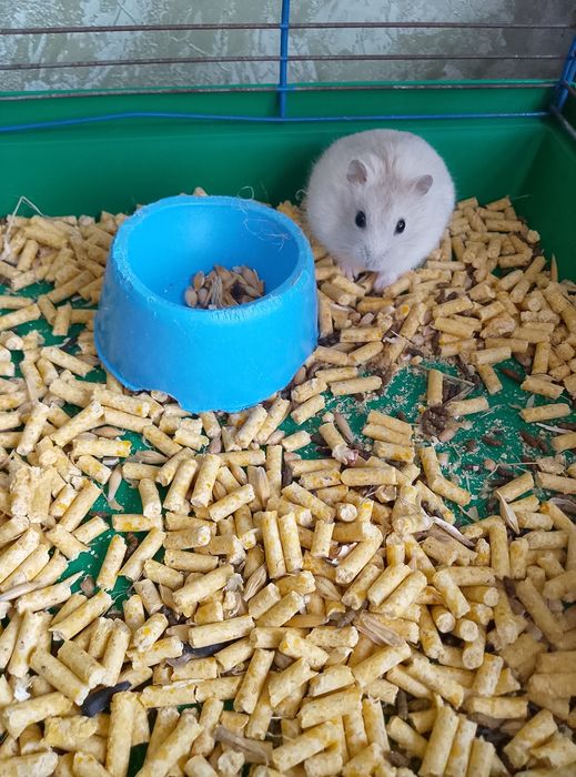 Джунгарский хомяк