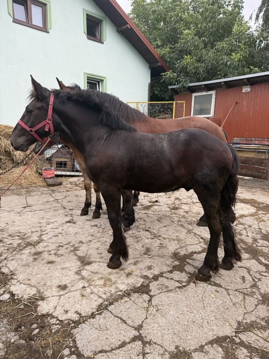 Sprzedam ogierka karego PKZ.