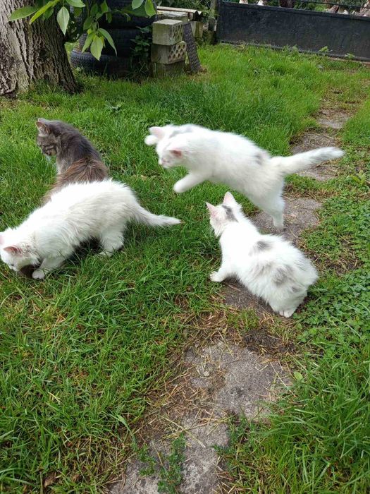 Віддам кошенят (хлопчики)