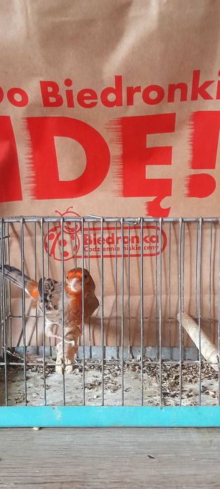 Sprzedam kanarki samce