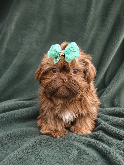 Piękny piesek czekolada shih tzu