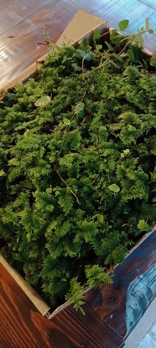 Живий, свіжий лісовий мох для равликів,черепах,домашніх тварин,для дек