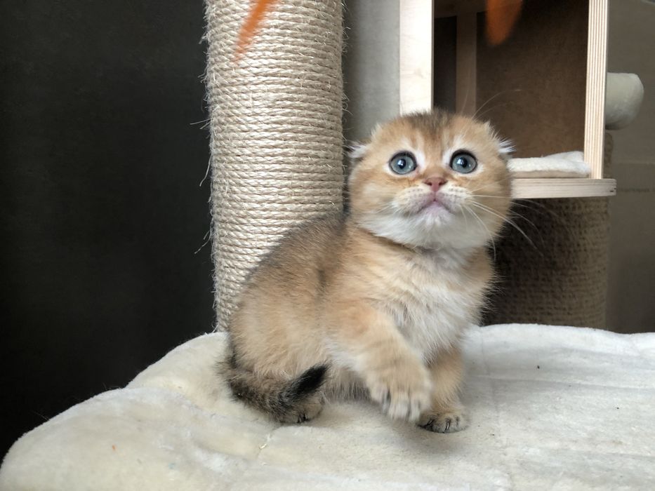 Коштовний Karat шотландський