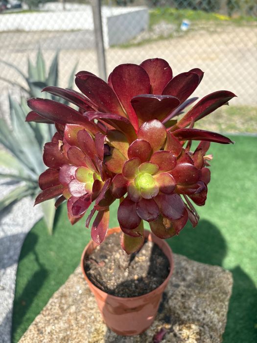 Suculentas Aeonium 3€