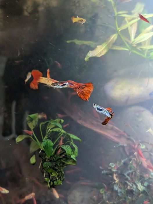 Guppies sortidos