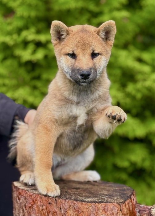 NATSUMI suka sunia shiba inu FCI ZKwP Gotowa do odbioru