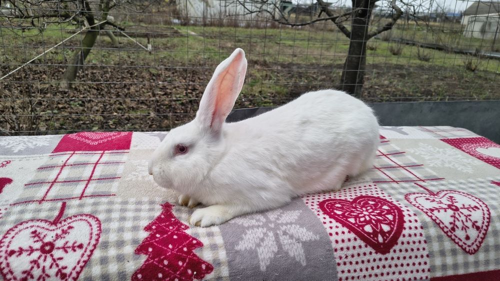 Кролики Білий Панон