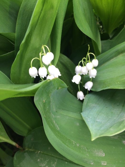 Ландыш майский конвалія