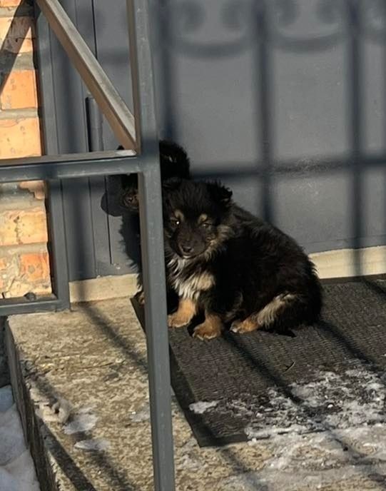 Кудлаті цуценятка маленької породи