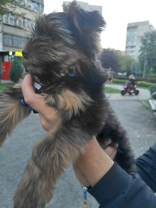 Дивовижне цуценя Йорк Лакі Бровари