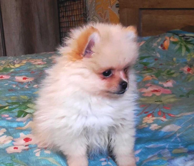 Szpic miniaturowy pomeranian - rodowód, wyprawka, paszport