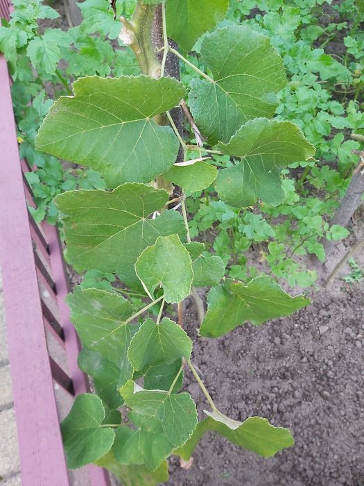 Sadzonki winogrona 65 cm czarne różowe grube
