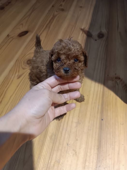 Чудові малюки міні і супер міні той і тікап. Львів.