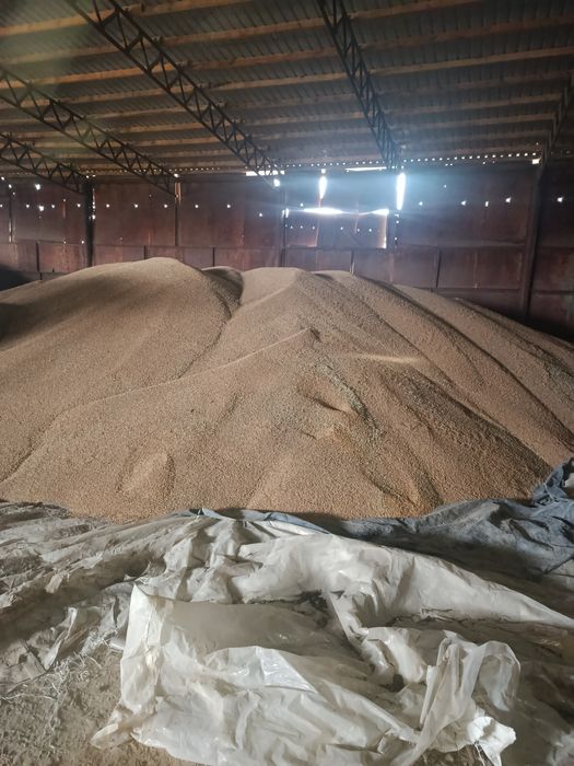 Пшениця 4 клас 2025р.