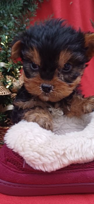 Класнючі дівчатка-йоркширський тер'єр.